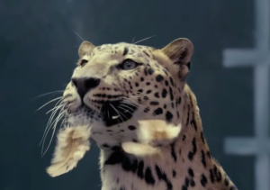 Jaguar gets the chicken